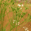 CARAWAY seeds