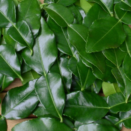 Kaffir Lime Fresh Leaves Citrus Hystrix,How To Keep Cats Away From Your Property