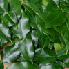 KAFFIR LIME - COMBAVA fresh leaves