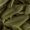 ALLSPICE LEAVES - WEST INDIAN BAY LEAVES